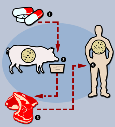 antibiotikumok