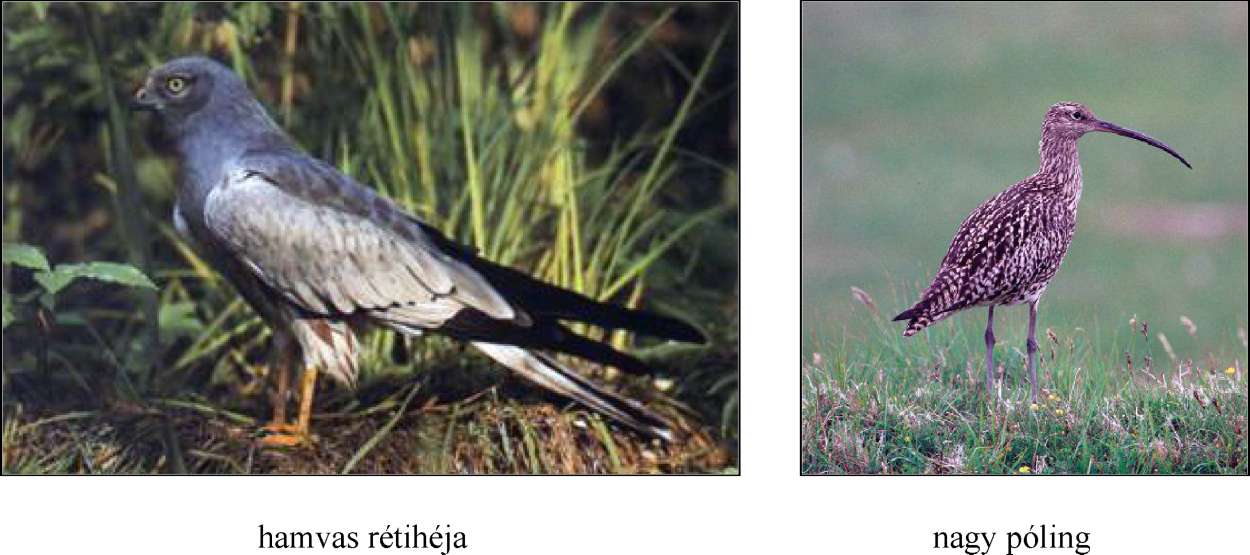 (Natura 2000). Az 1996. évi LVI. Természetvédelemről szóló törvény 23 2.