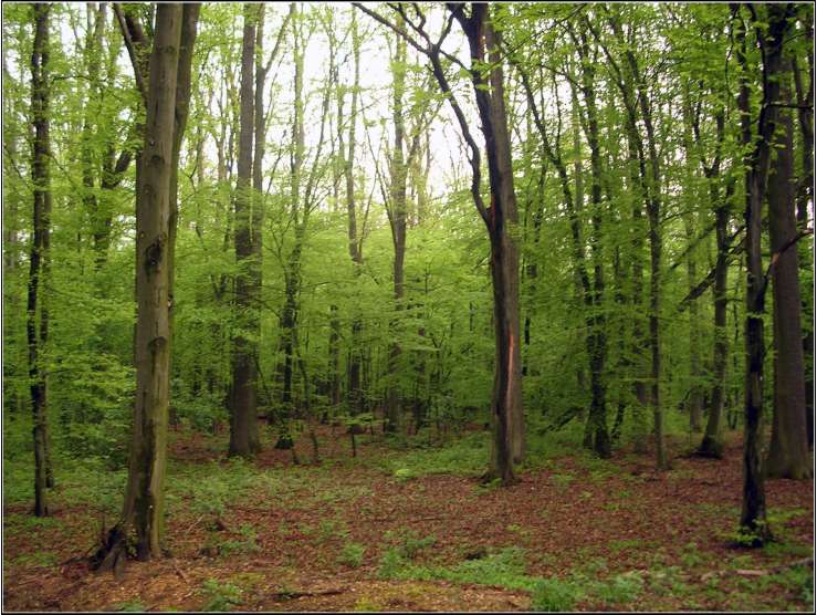 4. 5. Duka 1.