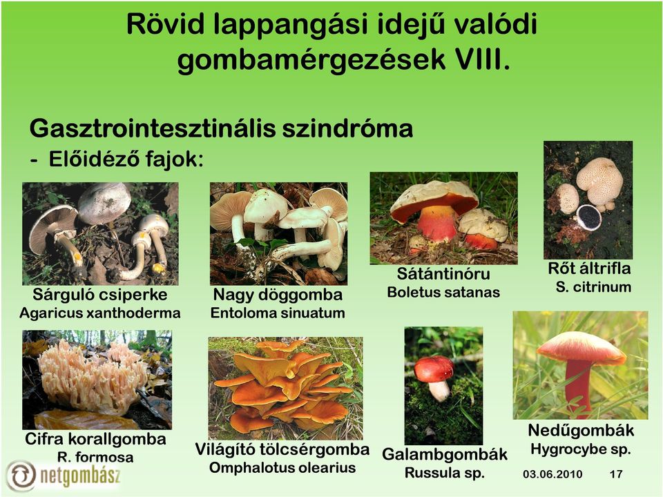 Sárguló csiperke Agaricus xanthoderma Nagy döggomba Entoloma sinuatum Sátántinóru