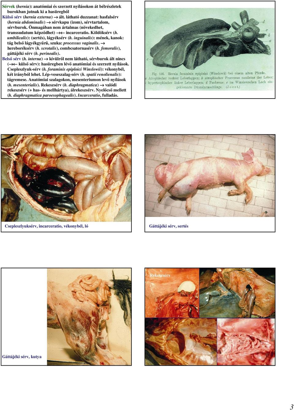 umbilicalis): (sertés), lágyéksérv (h. inguinalis): mének, kanok: tág belsı lágyékgyőrő, szuka: processus vaginalis. hereboréksérv (h. scrotalis), combcsatornasérv (h. femoralis), gáttájéki sérv (h.