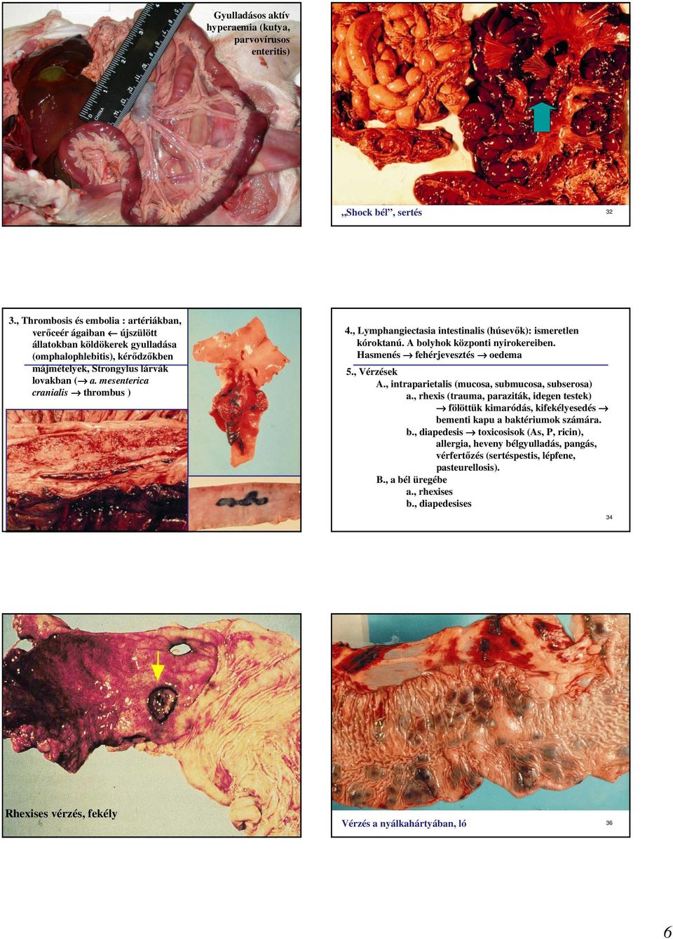 mesenterica cranialis thrombus ) 33 4., Lymphangiectasia intestinalis (húsevık): ismeretlen kóroktanú. A bolyhok központi nyirokereiben. Hasmenés fehérjevesztés oedema 5., Vérzések A.