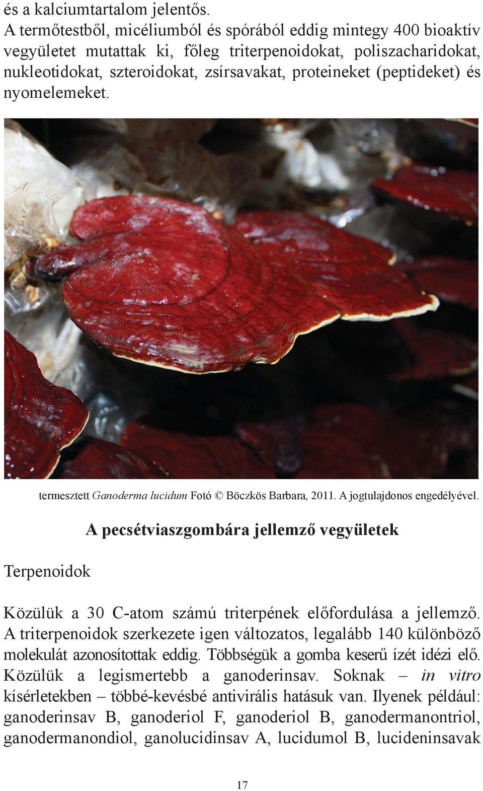 (peptideket) és nyomelemeket. termesztett Ganoderma lucidum Fotó Böczkös Barbara, 2011. A jogtulajdonos engedélyével.