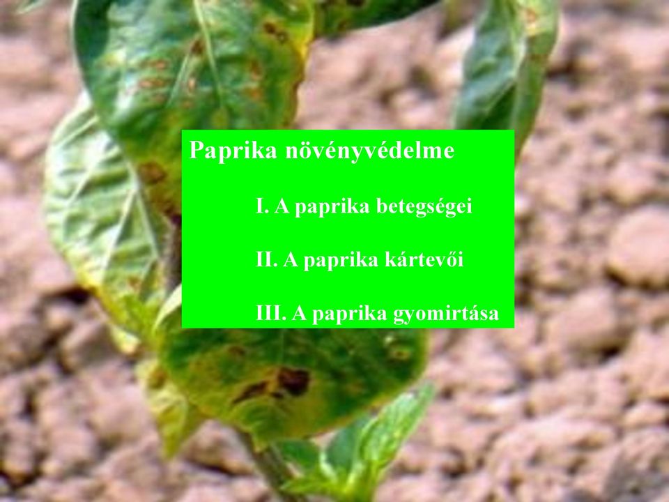 A paprika kártevői III.