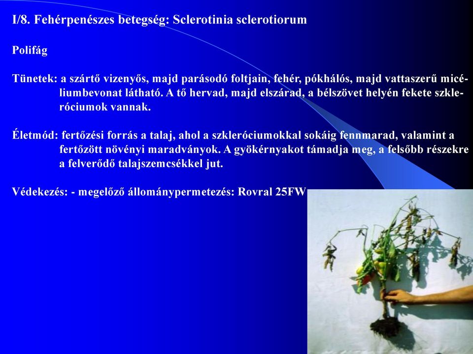 Életmód: fertőzési forrás a talaj, ahol a szkleróciumokkal sokáig fennmarad, valamint a fertőzött növényi maradványok.