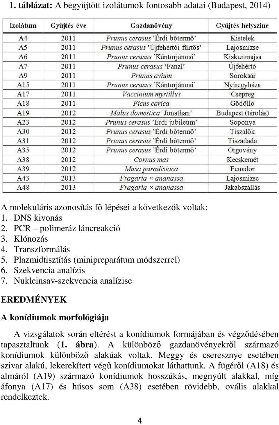 Nukleinsav-szekvencia analízise EREDMÉNYEK A konídiumok morfológiája A vizsgálatok során eltérést a konídiumok formájában és végződésében tapasztaltunk (1. ábra).