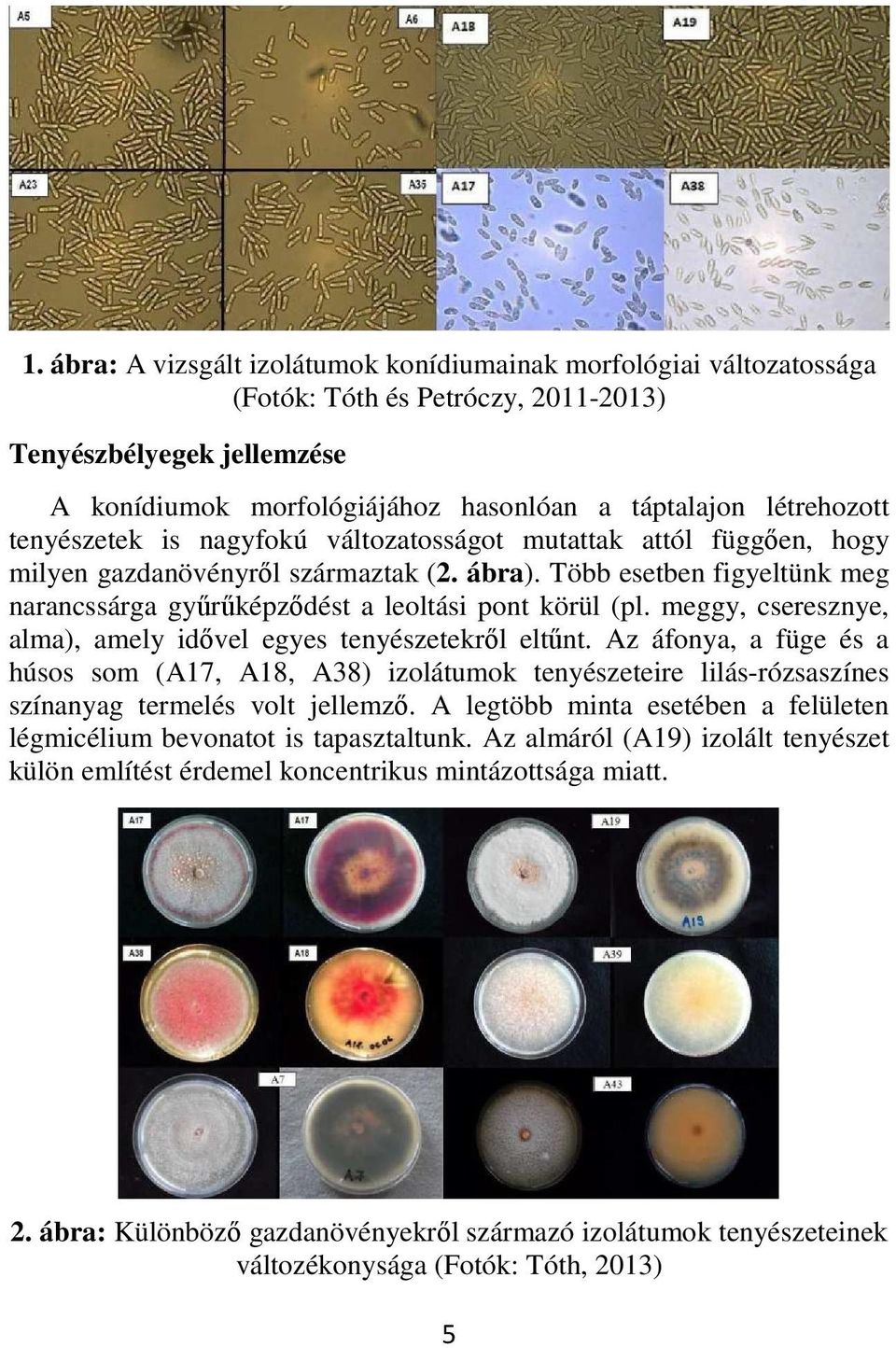 meggy, cseresznye, alma), amely idővel egyes tenyészetekről eltűnt. Az áfonya, a füge és a húsos som (A17, A18, A38) izolátumok tenyészeteire lilás-rózsaszínes színanyag termelés volt jellemző.