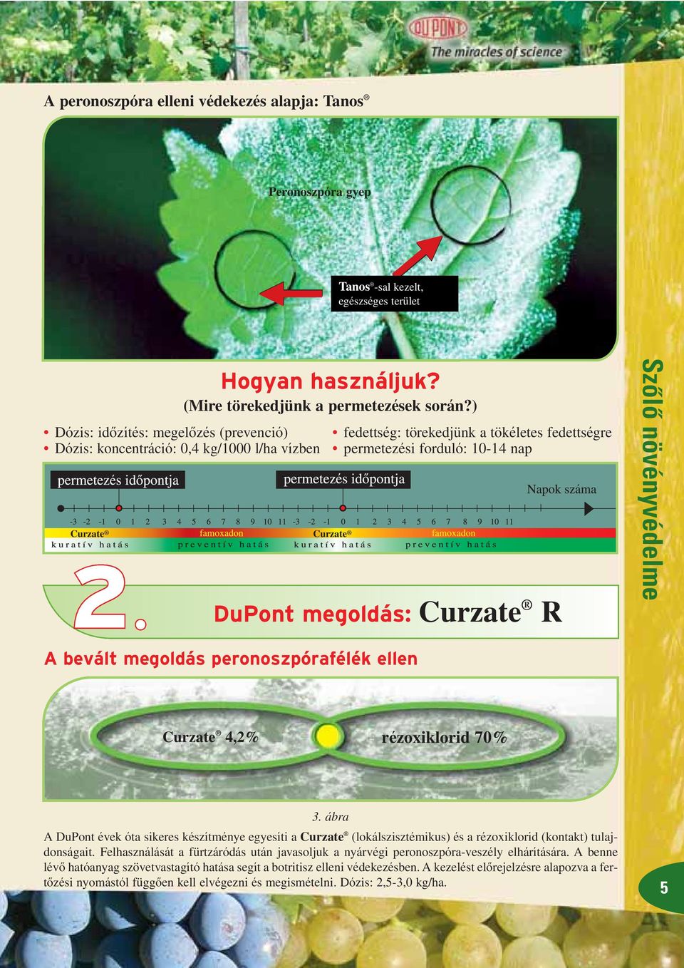 Curzate R A bevált megoldás peronoszpórafélék ellen Curzate 4,2% rézoxiklorid 70% 3.