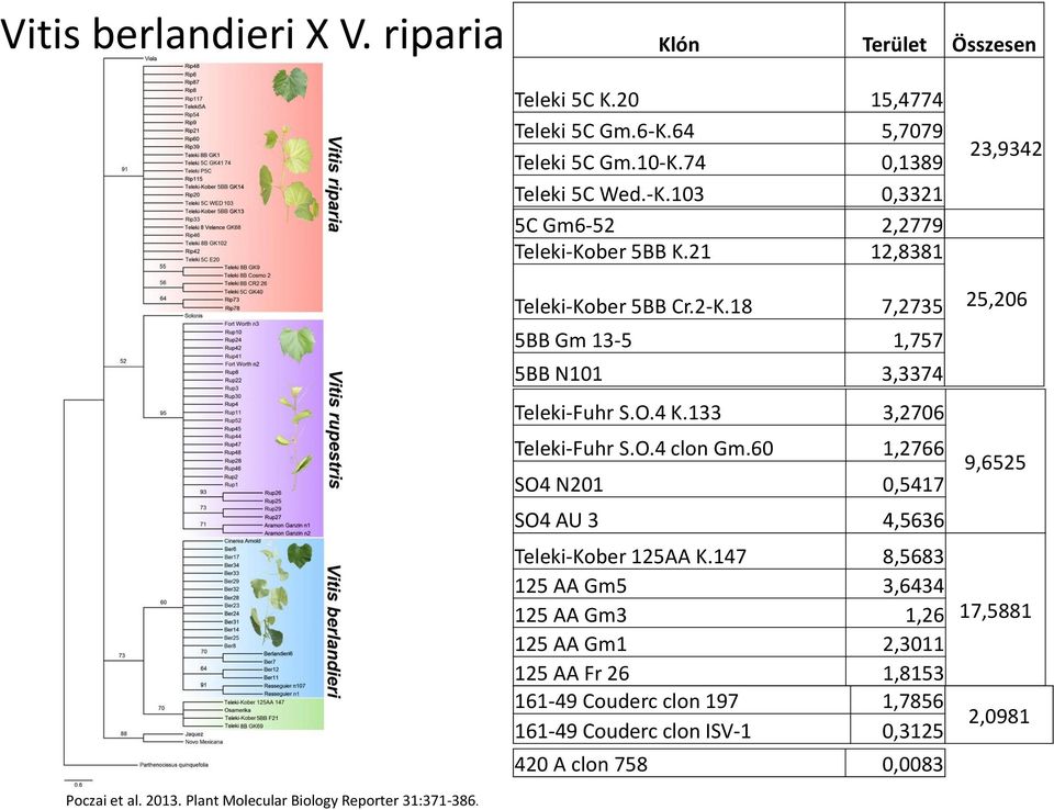 60 1,2766 SO4 N201 0,5417 SO4 AU 3 4,5636 Teleki-Kober 125AA K.