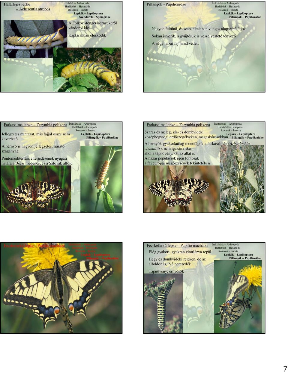 Pillangók Papilionidae Száraz és meleg, sík- és dombvidéki, középhegységi erdőszegélyeken, magaskórósokban.