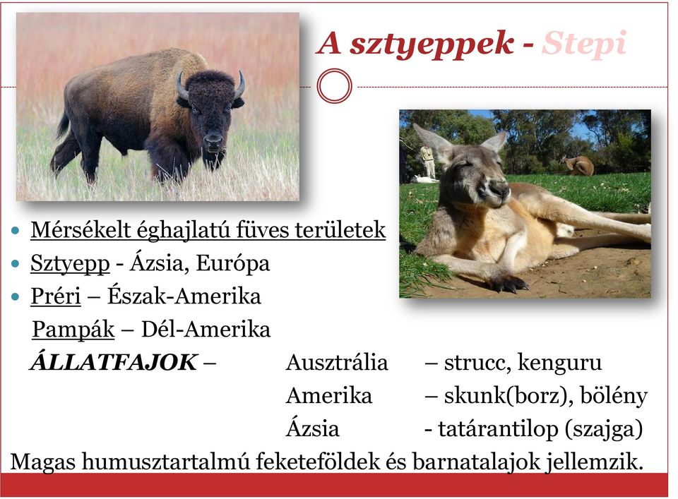 Ausztrália strucc, kenguru Amerika skunk(borz), bölény Ázsia -