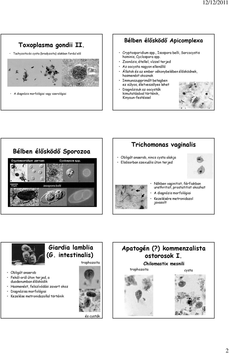 Az orvosi mikrobiológia tankönyve | Digitális Tankönyvtár