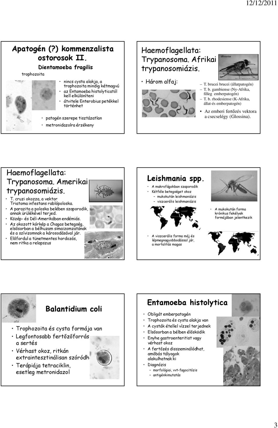 metronidazolra érzékeny Haemoflagellata: Trypanosoma. Afrikai trypanosomiázis. Három alfaj: T. brucei brucei (állatpatogén) T. b. gambiense (Ny-Afrika, főleg emberpatogén) T. b. rhodesiense (K-Afrika, állat-és emberpatogén) Az emberi fertőzés vektora a csecselégy (Glossina).
