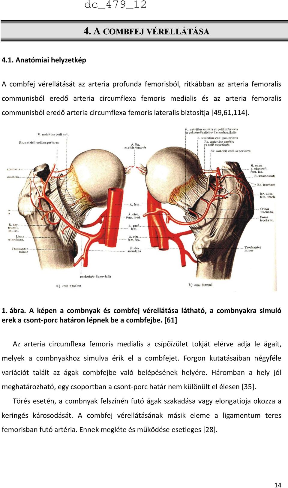 eredő arteria circumflexa femoris lateralis biztosítja [49,61,114]. 1. ábra. A képen a combnyak és combfej vérellátása látható, a combnyakra simuló erek a csont-porc határon lépnek be a combfejbe.