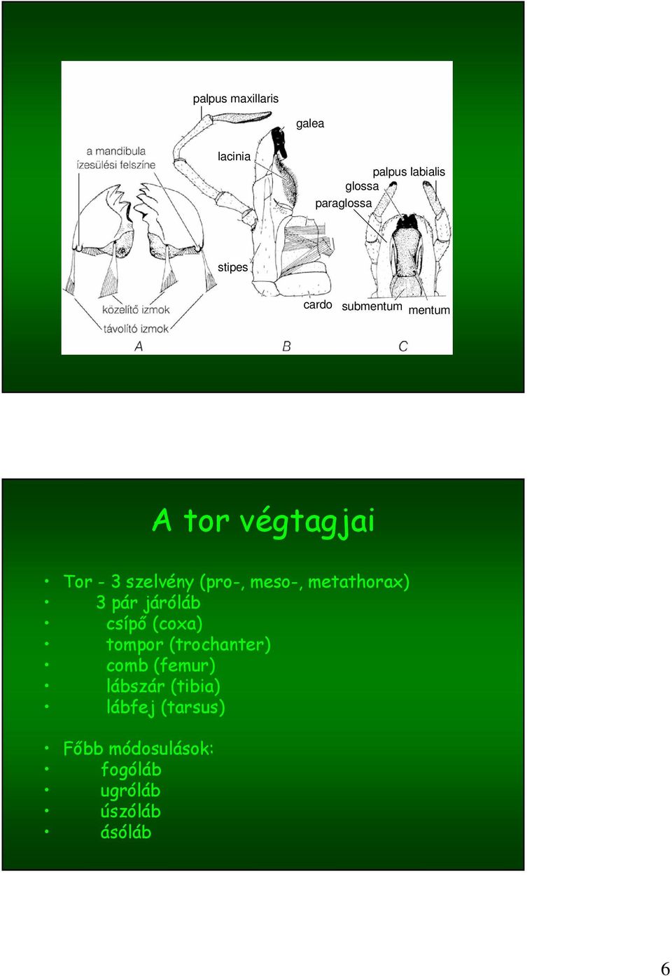 metathorax) 3 pár járóláb csípő (coxa) tompor (trochanter) comb (femur)