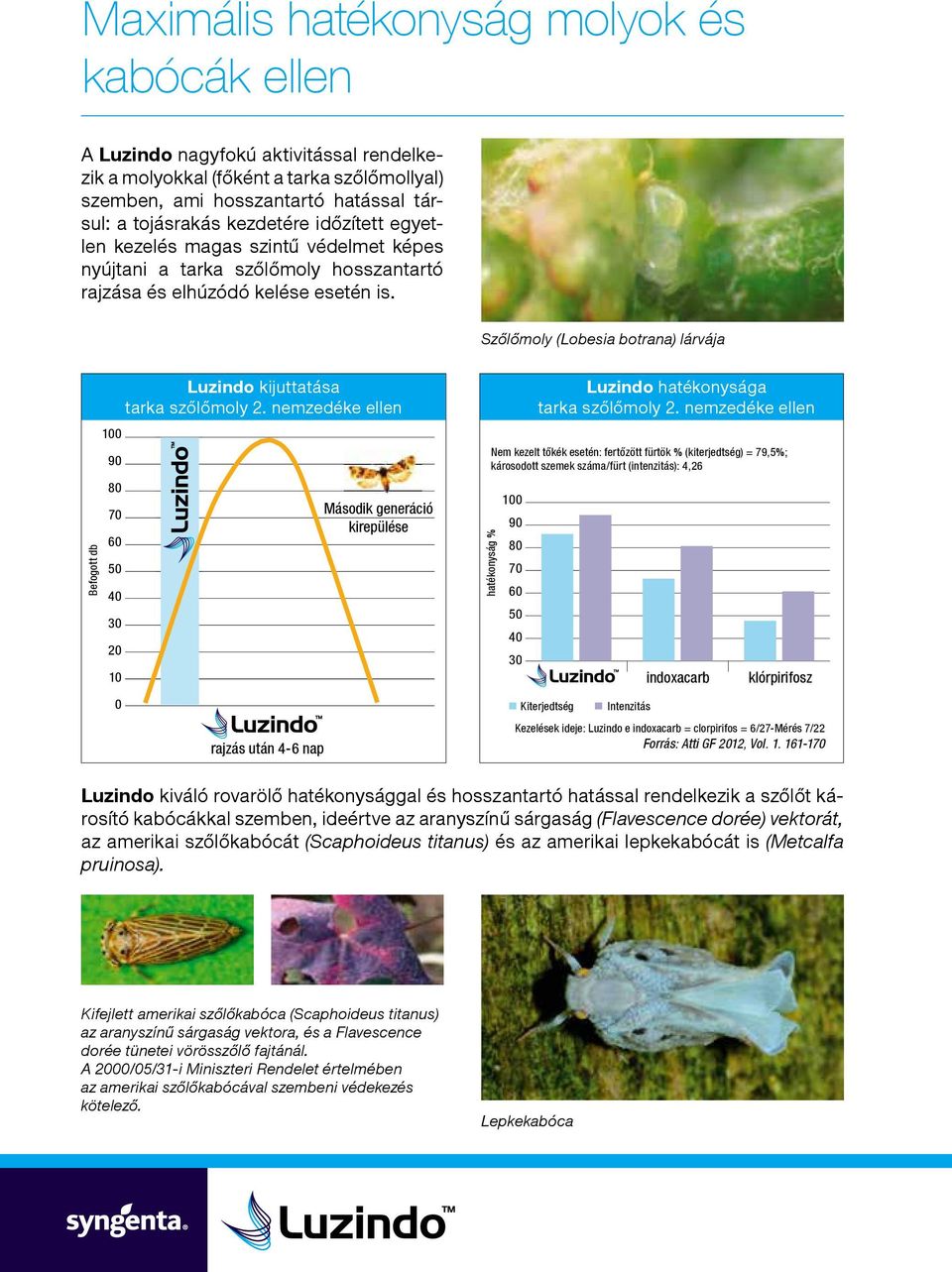 Szőlőmoly (Lobesia botrana) lárvája Befogott db 100 90 80 70 60 50 40 30 20 10 0 Luzindo kijuttatása tarka szőlőmoly 2.
