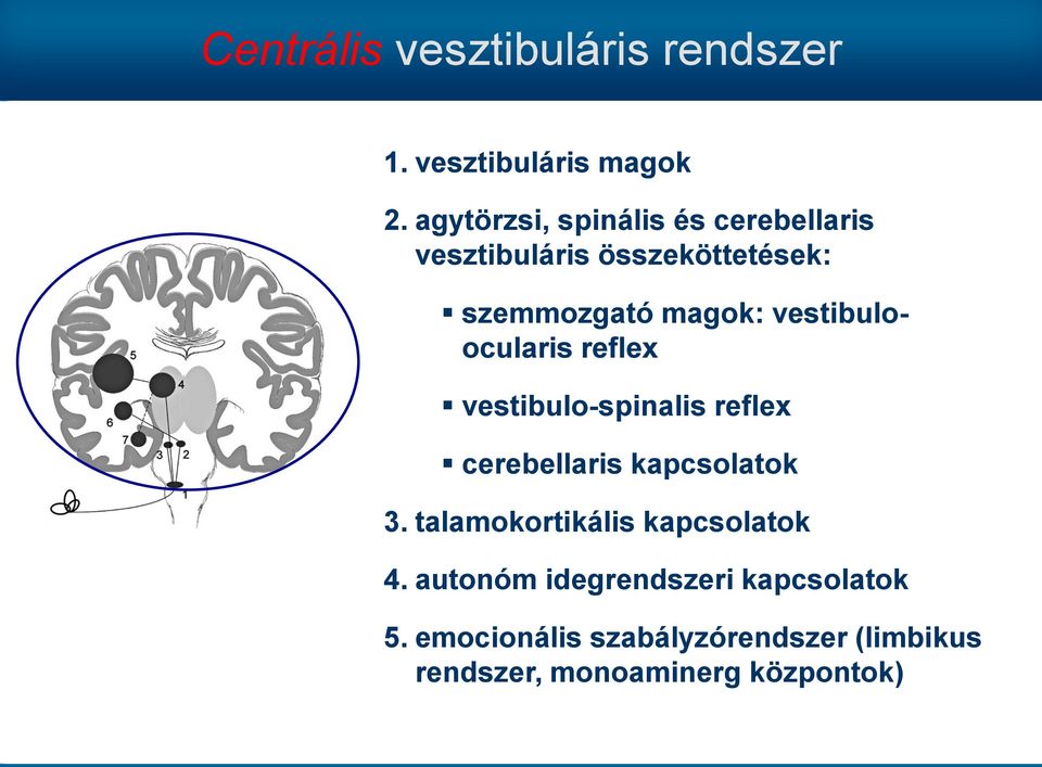 vestibuloocularis reflex vestibulo-spinalis reflex cerebellaris kapcsolatok 3.