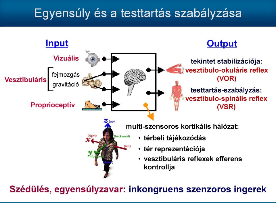 testtartás-szabályzás: vesztibulo-spinális reflex (VSR) multi-szensoros kortikális hálózat: térbeli