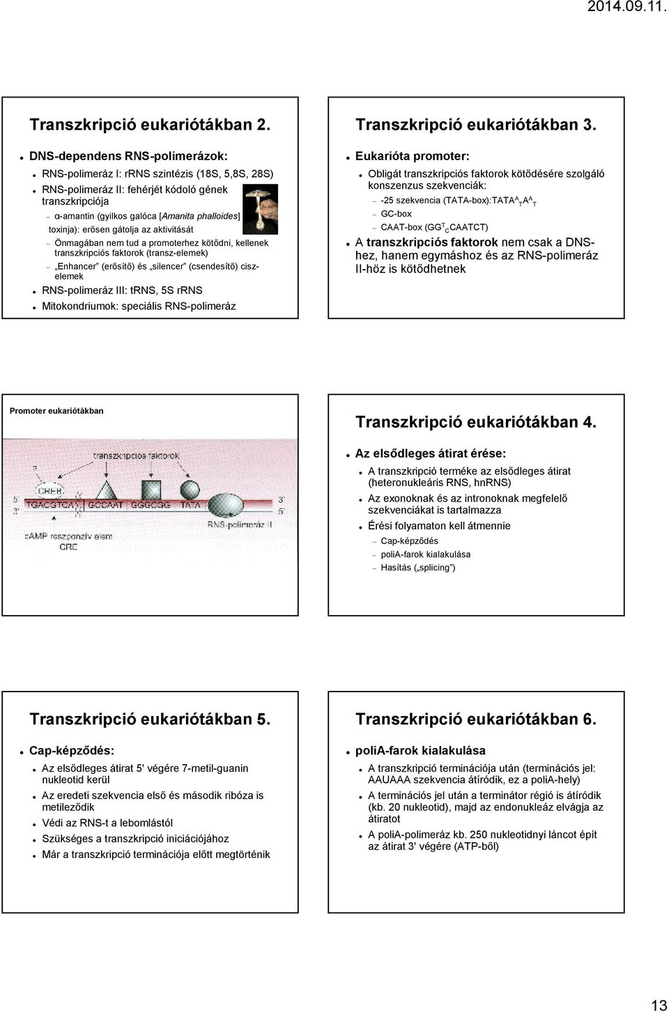 transzlációs riboszóma szerkezet és biogenezis anti aging)