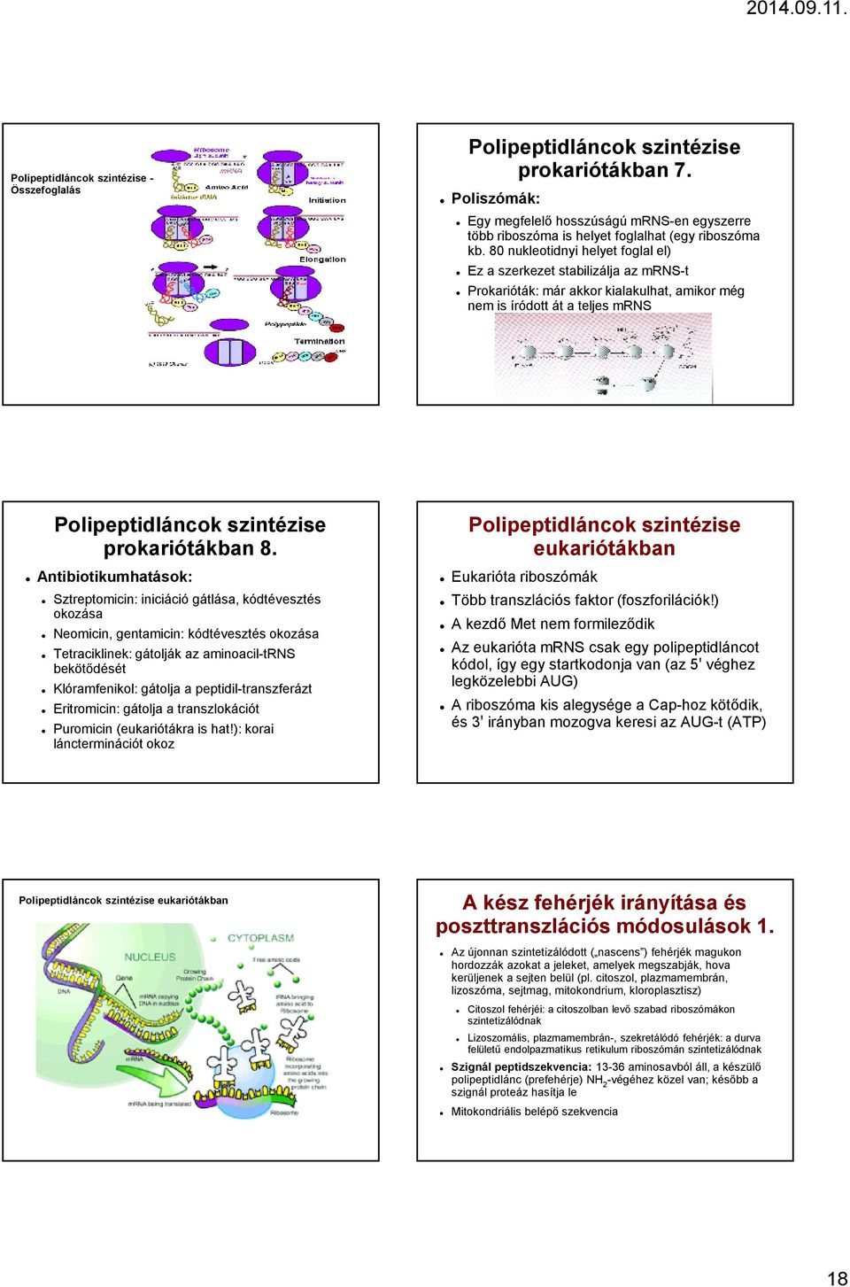 transzlációs riboszóma szerkezet és biogenezis anti aging)