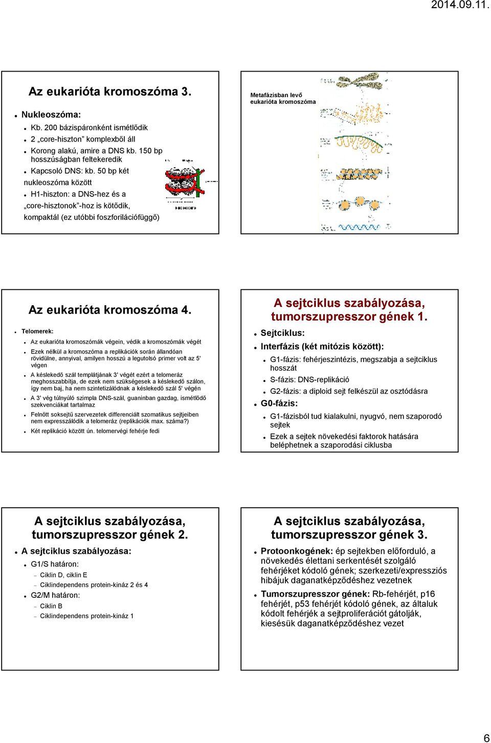 Telomerek: Az eukarióta kromoszómák végein, védik a kromoszómák végét Ezek nélkül a kromoszóma a replikációk során állandóan rövidülne, annyival, amilyen hosszú a legutolsó primer volt az 5' végen A