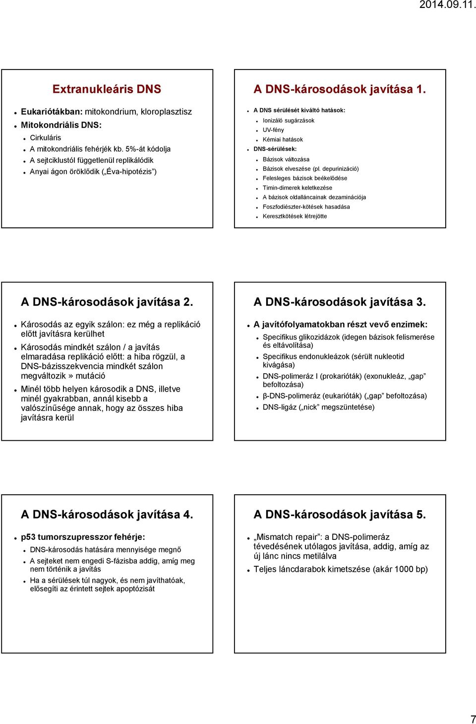 A DNS sérülését kiváltó hatások: Ionizáló sugárzások UV-fény Kémiai hatások DNS-sérülések: Bázisok változása Bázisok elveszése (pl.