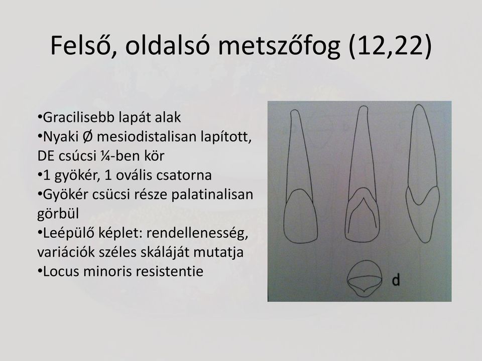 csatorna Gyökér csücsi része palatinalisan görbül Leépülő képlet: