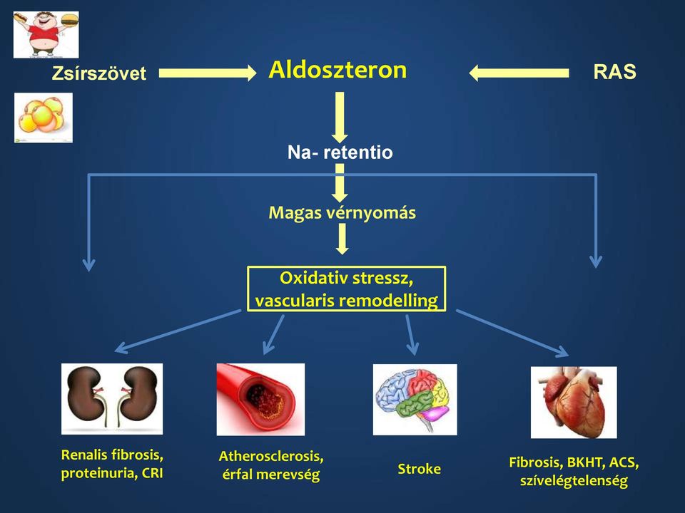 Renalis fibrosis, proteinuria, CRI Atherosclerosis,