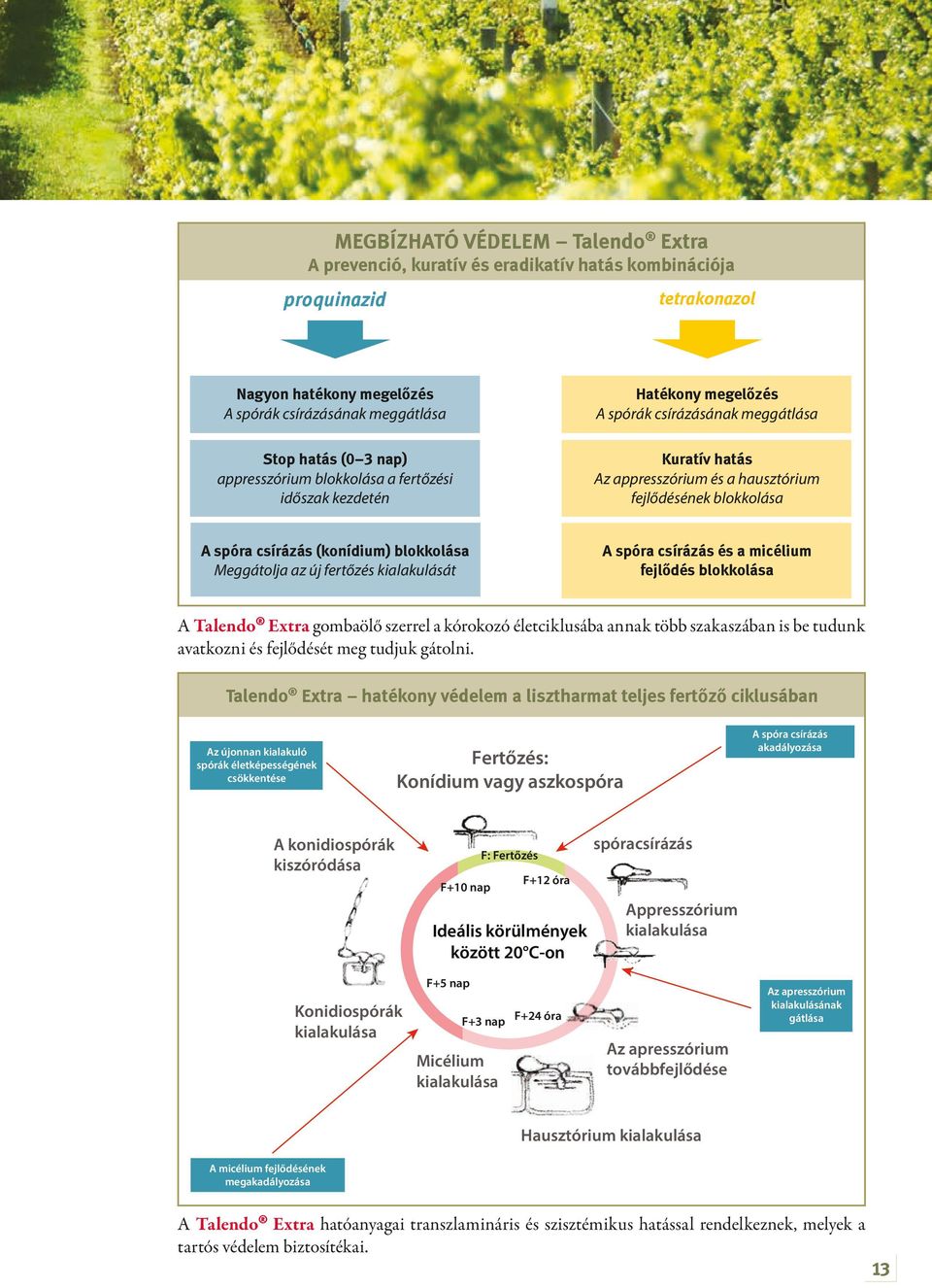 (konídium) blokkolása Meggátolja az új fertőzés kialakulását A spóra csírázás és a micélium fejlődés blokkolása A Talendo Extra gombaölő szerrel a kórokozó életciklusába annak több szakaszában is be