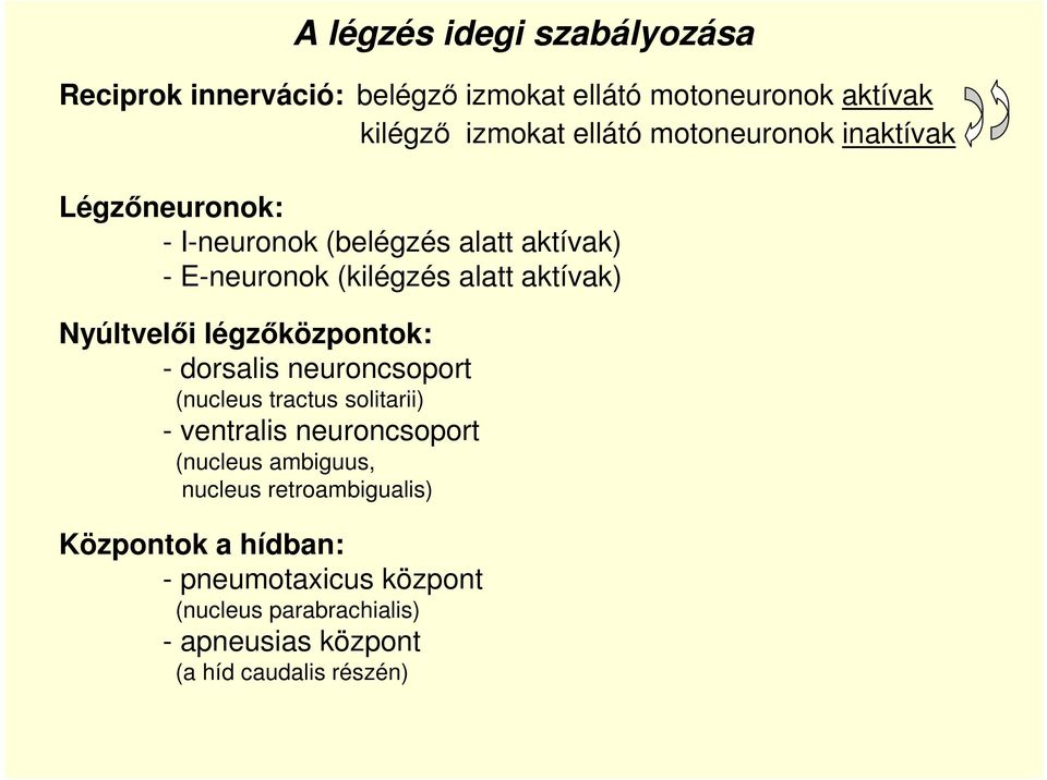 Nyúltvelıi légzıközpontok: - dorsalis neuroncsoport (nucleus tractus solitarii) - ventralis neuroncsoport (nucleus