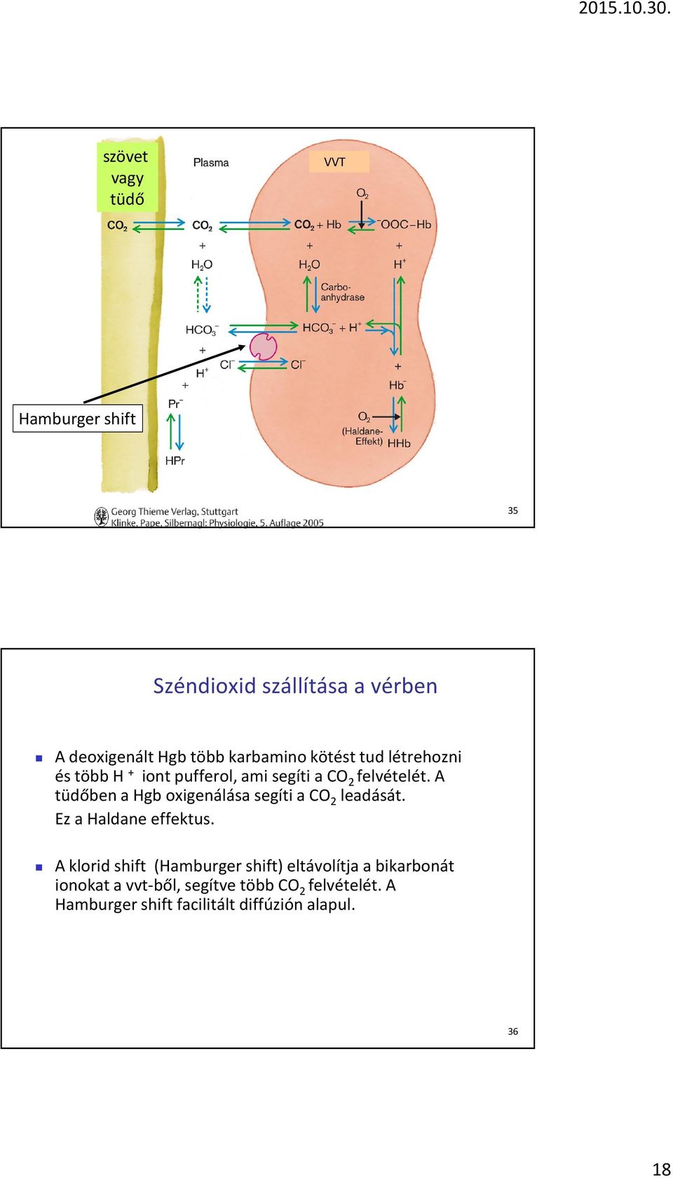 A tüdőben a Hgb oxigenálása segíti a CO 2 leadását. Ez a Haldane effektus.