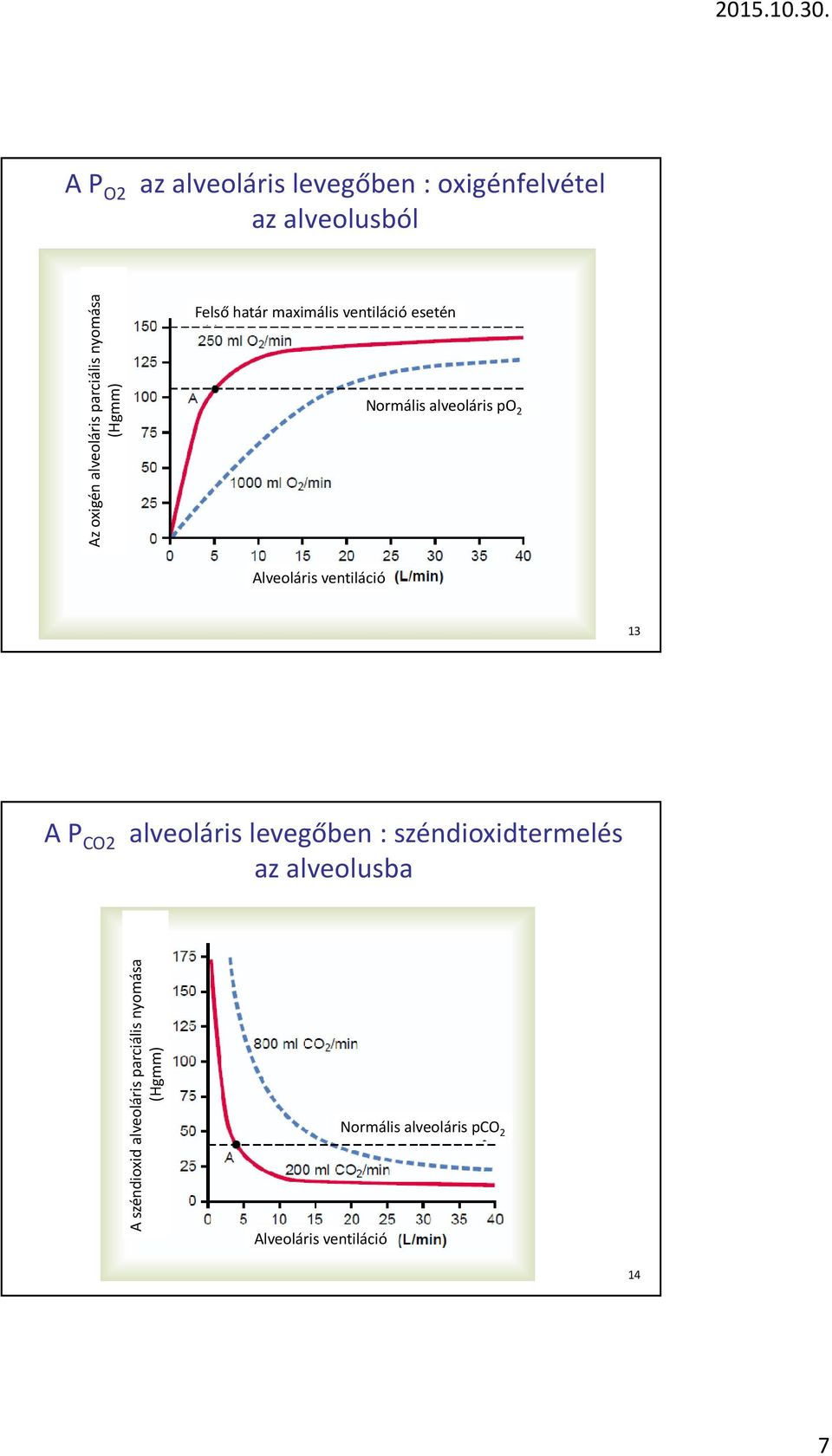 Alveoláris ventiláció 13 A P CO2 alveoláris levegőben : széndioxidtermelés az alveolusba A