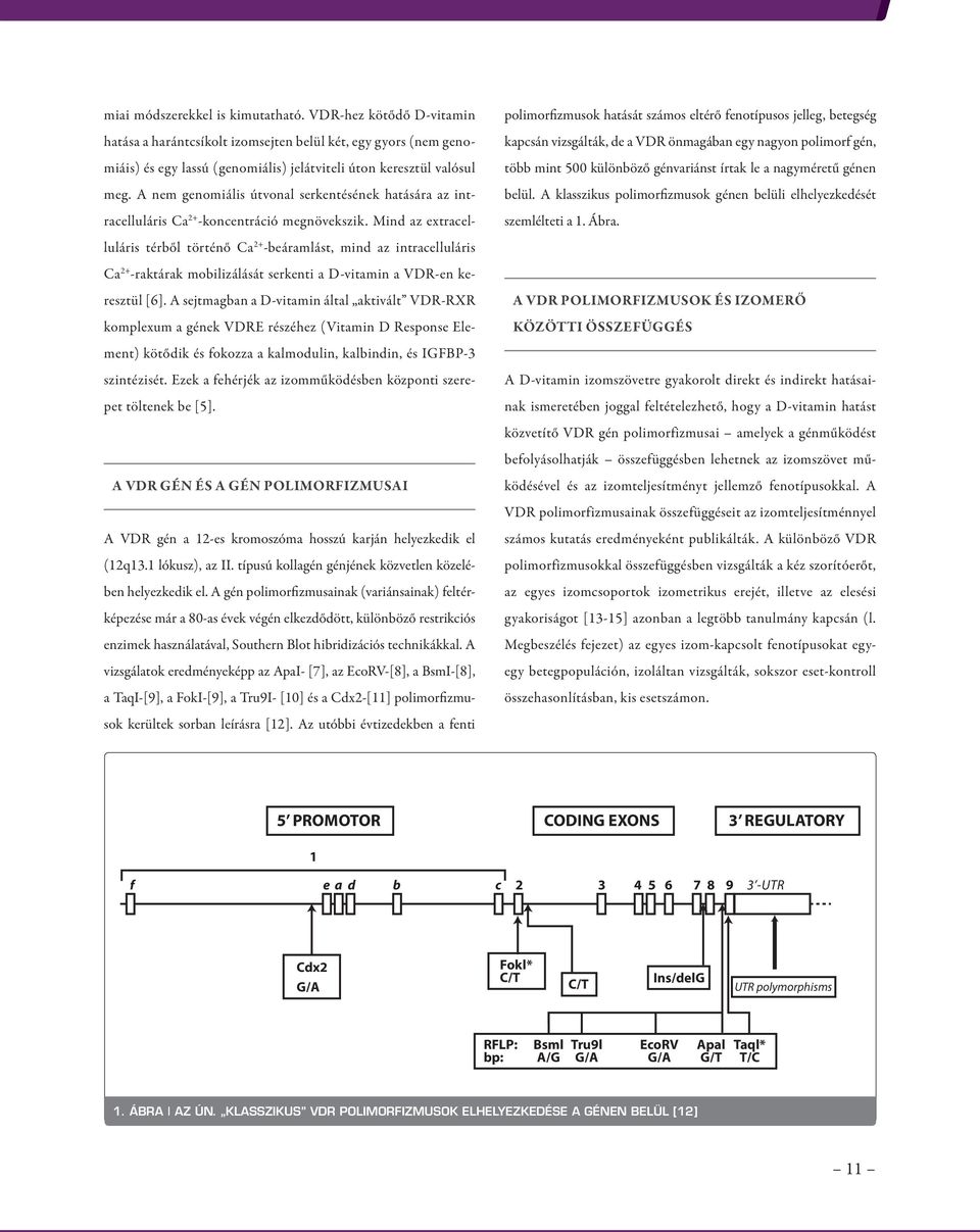 Mind az extracelluláris térből történő Ca 2+ -beáramlást, mind az intracelluláris Ca 2+ -raktárak mobilizálását serkenti a D-vitamin a VDR-en keresztül [6].