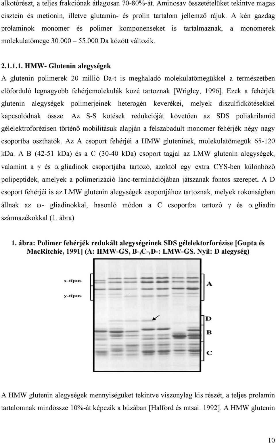 1.1. HMW- Glutenin alegységek A glutenin polimerek 20 millió Da-t is meghaladó molekulatömegükkel a természetben előforduló legnagyobb fehérjemolekulák közé tartoznak [Wrigley, 1996].