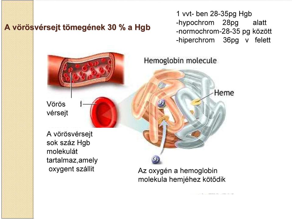 felett Vörös vérsejt A vörösvérsejt sok száz Hgb molekulát