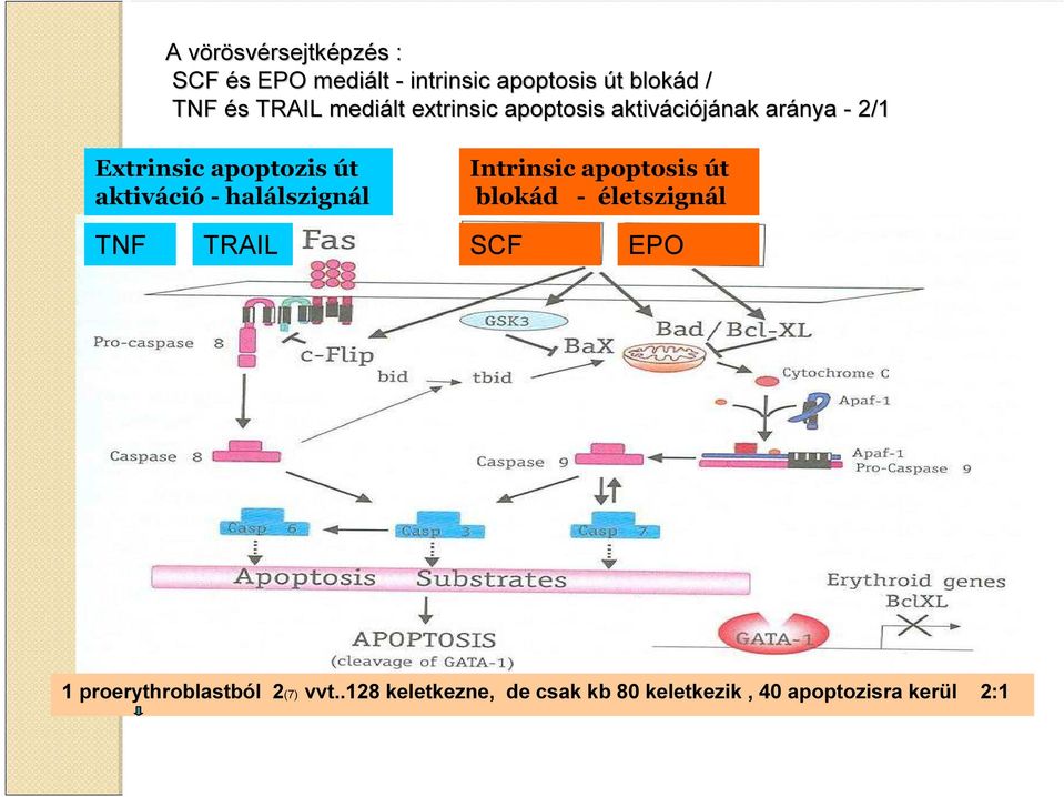 aktiváció - halálszignál Intrinsic apoptosis út blokád - életszignál TNF TRAIL SCF EPO 1