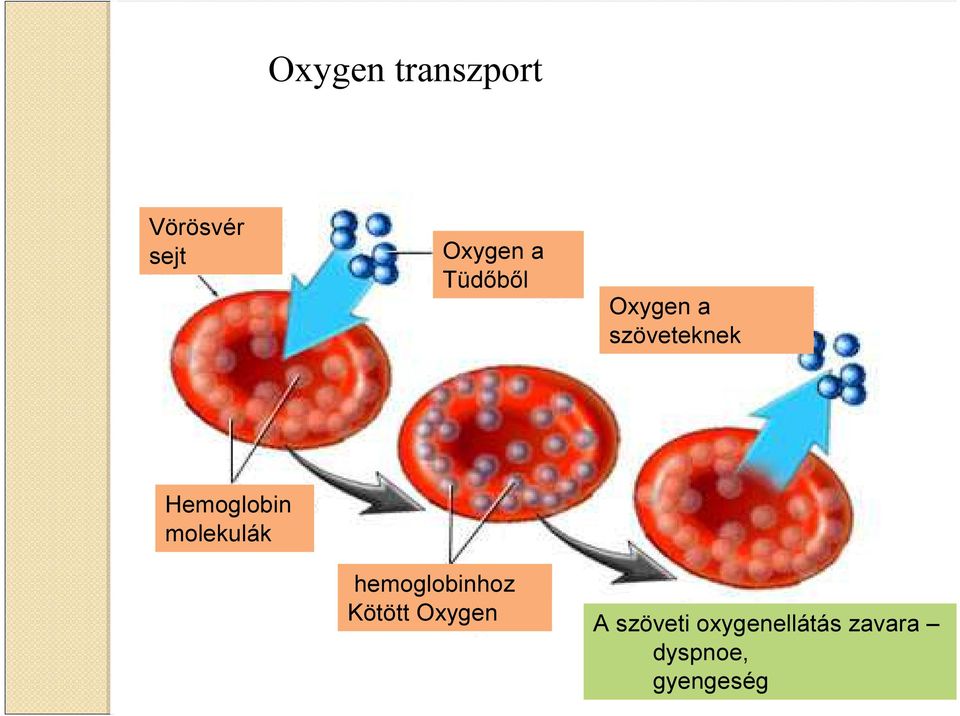 molekulák hemoglobinhoz Kötött Oxygen A