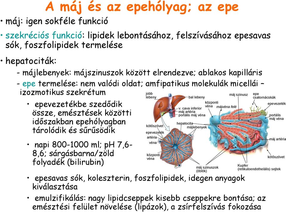 tárolódik és sűrűsödik napi 800-1000 ml; ph 7,6-8,6; sárgásbarna/zöld folyadék (bilirubin) jobb lebeny kötőszövet epevezeték artéria véna központi véna bal lebeny központi véna v.