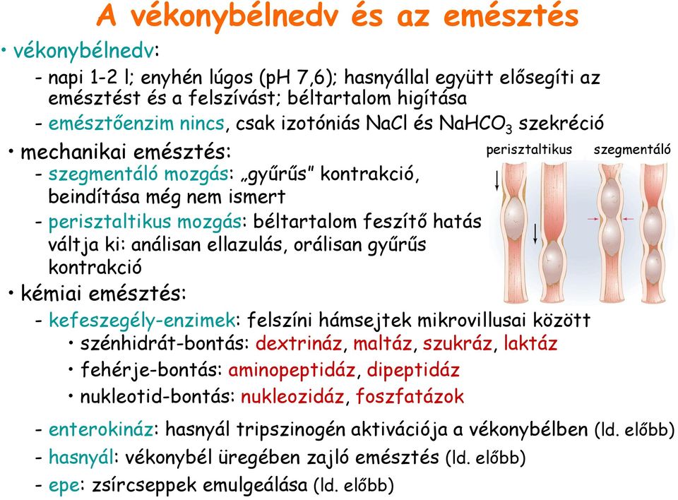 análisan ellazulás, orálisan gyűrűs kontrakció kémiai emésztés: - kefeszegély-enzimek: felszíni hámsejtek mikrovillusai között szénhidrát-bontás: dextrináz, maltáz, szukráz, laktáz fehérje-bontás: