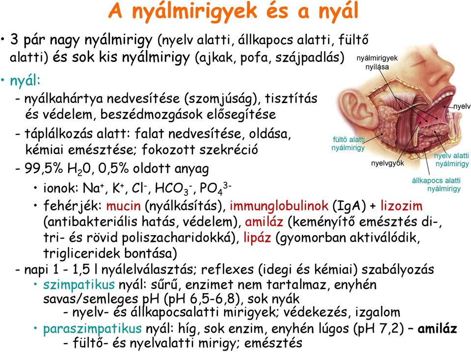 nyílása nyelvgyök nyelv nyelv alatti nyálmirigy állkapocs alatti nyálmirigy ionok: Na +, K +, Cl -, HCO 3-, PO 3-4 fehérjék: mucin (nyálkásítás), immunglobulinok (IgA) + lizozim (antibakteriális