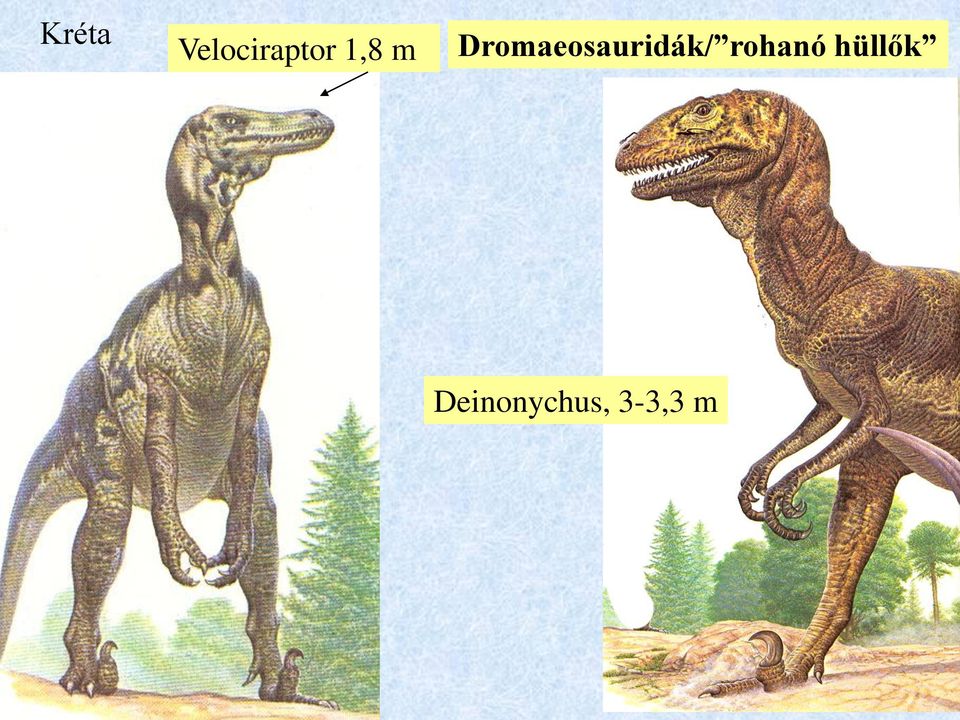 Dromaeosauridák/