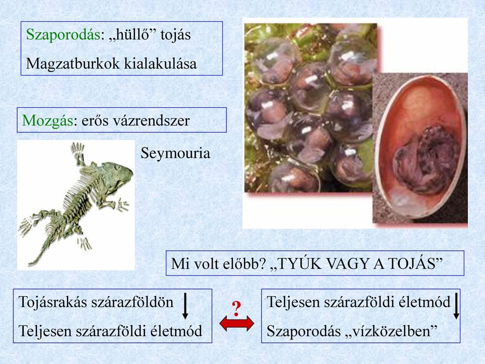 TYÚK VAGY A TOJÁS Tojásrakás szárazföldön Teljesen