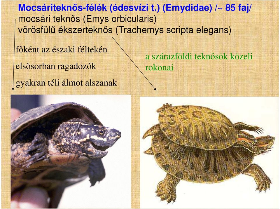 vörösfülű ékszerteknős (Trachemys scripta elegans) főként az