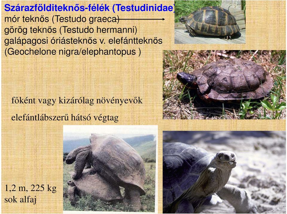 elefántteknős (Geochelone nigra/elephantopus ) főként vagy