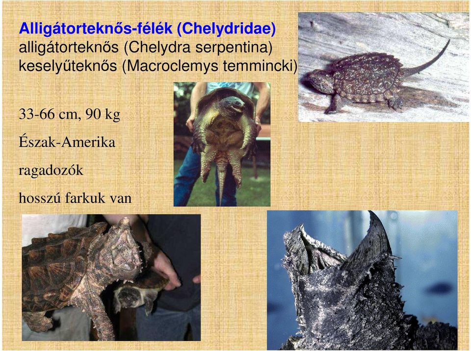 keselyűteknős (Macroclemys temmincki)