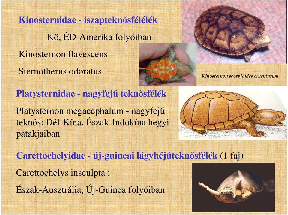 megacephalum - nagyfejű teknős; Dél-Kína, Észak-Indokína hegyi patakjaiban Carettochelyidae -