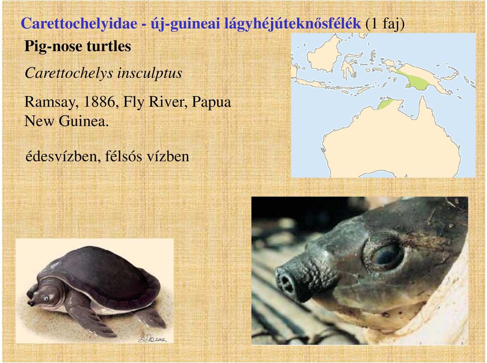 turtles Carettochelys insculptus Ramsay,