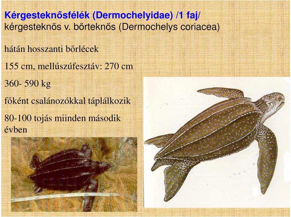 bőrlécek 155 cm, mellúszúfesztáv: 270 cm 360-590 kg