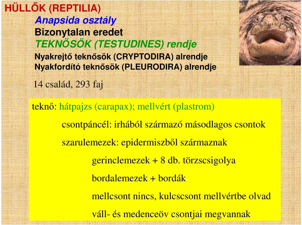 (plastrom) csontpáncél: irhából származó másodlagos csontok szarulemezek: epidermiszből származnak gerinclemezek +