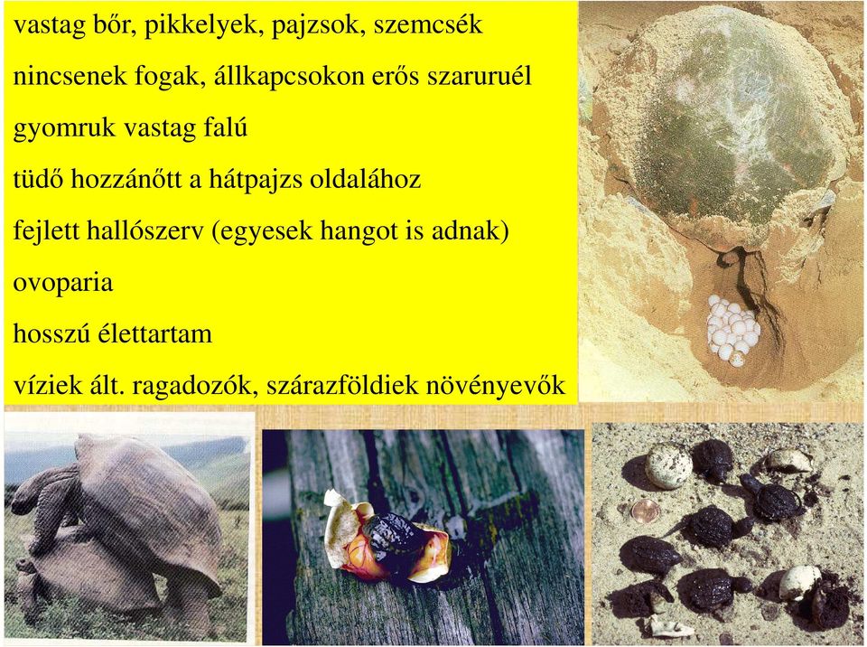 hátpajzs oldalához fejlett hallószerv (egyesek hangot is adnak)